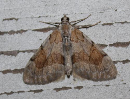 Réf. 216 099 : Pennithera firmata